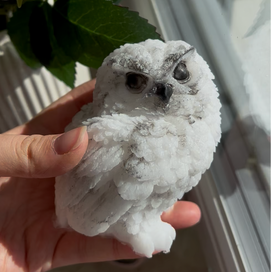 Eule / verschiedene Varianten